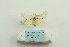  ( - ARB00025268)  @13 [ ] Copyright  SCDBC-KIZ-CAS, Imaging group Kunming Institute of Zoology, CAS