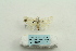  ( - ARB00025269)  @13 [ ] Copyright  SCDBC-KIZ-CAS, Imaging group Kunming Institute of Zoology, CAS