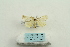  (Daplasa - ARB00025271)  @13 [ ] Copyright  SCDBC-KIZ-CAS, Imaging group Kunming Institute of Zoology, CAS