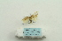  ( - ARB00025273)  @12 [ ] Copyright  SCDBC-KIZ-CAS, Imaging group Kunming Institute of Zoology, CAS