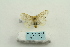  ( - ARB00025278)  @13 [ ] Copyright  SCDBC-KIZ-CAS, Imaging group Kunming Institute of Zoology, CAS