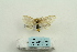  ( - ARB00025279)  @13 [ ] Copyright  SCDBC-KIZ-CAS, Imaging group Kunming Institute of Zoology, CAS