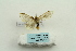  ( - ARB00025300)  @13 [ ] Copyright  SCDBC-KIZ-CAS, Imaging group Kunming Institute of Zoology, CAS