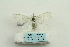  (Leucoma chrysoscela - ARB00025345)  @11 [ ] Copyright  SCDBC-KIZ-CAS, Imaging group Kunming Institute of Zoology, CAS