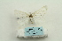  ( - ARB00025350)  @13 [ ] Copyright  SCDBC-KIZ-CAS, Imaging group Kunming Institute of Zoology, CAS
