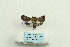  ( - ARB00025380)  @13 [ ] Copyright  SCDBC-KIZ-CAS, Imaging group Kunming Institute of Zoology, CAS