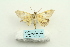  ( - ARB00025424)  @13 [ ] Copyright  SCDBC-KIZ-CAS, Imaging group Kunming Institute of Zoology, CAS