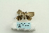  ( - ARB00025465)  @12 [ ] Copyright  SCDBC-KIZ-CAS, Imaging group Kunming Institute of Zoology, CAS