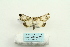  ( - ARB00025487)  @11 [ ] Copyright  SCDBC-KIZ-CAS, Imaging group Kunming Institute of Zoology, CAS