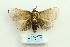 ( - ARB00025596)  @13 [ ] Copyright  SCDBC-KIZ-CAS, Imaging group Kunming Institute of Zoology, CAS