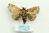  ( - ARB00025597)  @13 [ ] Copyright  SCDBC-KIZ-CAS, Imaging group Kunming Institute of Zoology, CAS