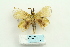  ( - ARB00025617)  @12 [ ] Copyright  SCDBC-KIZ-CAS, Imaging group Kunming Institute of Zoology, CAS
