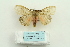  (Lymantria liedgensi - ARB00025683)  @14 [ ] Copyright  SCDBC-KIZ-CAS, Imaging group Kunming Institute of Zoology, CAS