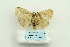  ( - ARB00025696)  @13 [ ] Copyright  SCDBC-KIZ-CAS, Imaging group Kunming Institute of Zoology, CAS