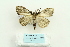  ( - ARB00025705)  @12 [ ] Copyright  SCDBC-KIZ-CAS, Imaging group Kunming Institute of Zoology, CAS