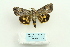  ( - ARB00025789)  @12 [ ] Copyright  SCDBC-KIZ-CAS, Imaging group Kunming Institute of Zoology, CAS