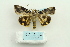  ( - ARB00025792)  @12 [ ] Copyright  SCDBC-KIZ-CAS, Imaging group Kunming Institute of Zoology, CAS
