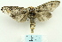  (Phalera parivala - ARB00025807)  @14 [ ] Copyright  SCDBC-KIZ-CAS, Imaging group Kunming Institute of Zoology, CAS