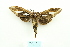  ( - ARB00025812)  @13 [ ] Copyright  SCDBC-KIZ-CAS, Imaging group Kunming Institute of Zoology, CAS
