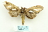  (Tarsolepis malayana - ARB00025813)  @14 [ ] Copyright  SCDBC-KIZ-CAS, Imaging group Kunming Institute of Zoology, CAS