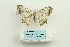  ( - ARB00025992)  @13 [ ] Copyright  SCDBC-KIZ-CAS, Imaging group Kunming Institute of Zoology, CAS