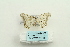 ( - ARB00025993)  @13 [ ] Copyright  SCDBC-KIZ-CAS, Imaging group Kunming Institute of Zoology, CAS
