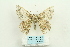  ( - ARB00026143)  @13 [ ] Copyright  SCDBC-KIZ-CAS, Imaging group Kunming Institute of Zoology, CAS