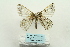  ( - ARB00026146)  @13 [ ] Copyright  SCDBC-KIZ-CAS, Imaging group Kunming Institute of Zoology, CAS