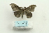  ( - ARB00026171)  @13 [ ] Copyright  SCDBC-KIZ-CAS, Imaging group Kunming Institute of Zoology, CAS