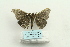  ( - ARB00026173)  @13 [ ] Copyright  SCDBC-KIZ-CAS, Imaging group Kunming Institute of Zoology, CAS