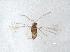  (Dicopus sp. 2 - QMOR83998)  @11 [ ] Unspecified (default): All Rights Reserved  Unspecified Unspecified