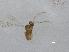  (Alaptus nr eriococci - QMOR84034)  @11 [ ] Unspecified (default): All Rights Reserved  Unspecified Unspecified