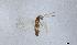  (Erythmelus sp. 1 nr. psallidis - QMOR84127)  @11 [ ] Unspecified (default): All Rights Reserved  Unspecified Unspecified