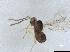  (Anaphes sp. 1 - QMOR84182)  @11 [ ] Unspecified (default): All Rights Reserved  Unspecified Unspecified