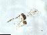  (Polynema sp. 1 - QMOR84191)  @11 [ ] Unspecified (default): All Rights Reserved  Unspecified Unspecified