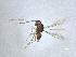  (Anaphes sp. 3 - QMOR84301)  @11 [ ] Unspecified (default): All Rights Reserved  Unspecified Unspecified