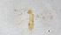  (Alaptus nr. schmitzi - QMOR87560)  @11 [ ] Unspecified (default): All Rights Reserved  Unspecified Unspecified