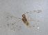 (Dicopus sp. 1 - QMOR87644)  @11 [ ] Unspecified (default): All Rights Reserved  Unspecified Unspecified