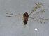  (Alaptus terebrans - QMOR87740)  @11 [ ] Unspecified (default): All Rights Reserved  Unspecified Unspecified