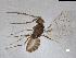  (Lymaenon sp. 1 - QMOR87848)  @11 [ ] Unspecified (default): All Rights Reserved  Unspecified Unspecified