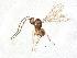  (Anaphes sp. 2 - QMOR87904)  @11 [ ] Unspecified (default): All Rights Reserved  Unspecified Unspecified