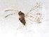  (Alaptus minimus - QMOR88203)  @11 [ ] Unspecified (default): All Rights Reserved  Unspecified Unspecified