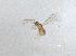  (Alaptus iceryae - QMOR91083)  @11 [ ] Unspecified (default): All Rights Reserved  Unspecified Unspecified