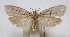  (Machimia rhaphiducha - 11-QMTYX-0002)  @11 [ ] Copyright (2011) Queensland Museum Queensland Museum