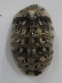  (Chiton viridis - ECOSUR-OH-M0193)  @11 [ ] CreativeCommons  Attribution Non-Commercial (by-nc) (2017) Unspecified Unspecified