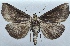  ( - NK2508)  @11 [ ] Copyright (2024) Stanislav Gomboc Research collection of Stanislav Gomboc