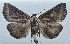 ( - NK2509)  @11 [ ] Copyright (2024) Stanislav Gomboc Research collection of Stanislav Gomboc