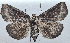  ( - NK2511)  @11 [ ] Copyright (2024) Stanislav Gomboc Research collection of Stanislav Gomboc