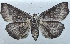  ( - NK2512)  @11 [ ] Copyright (2024) Stanislav Gomboc Research collection of Stanislav Gomboc