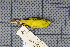  ( - MAR2047)  @13 [ ] Copyright (2013) Patrick Strutzenberger Senckenberg Natural History Collections Dresden